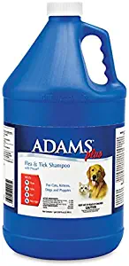 Best dog fleas on carpet