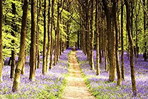 Woodland Path - Nature Poster/Print (Trees & Lavender) (Size: 36 inches x 24 inches)