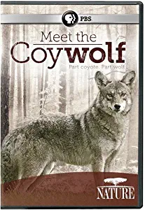 NATURE: Meet the Coywolf